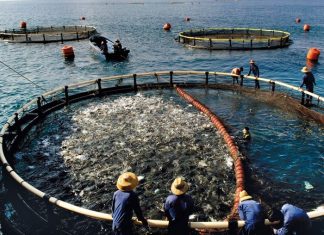 Perikanan Budidaya Dan Pemulihan Ekonomi