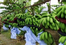 Balitbangtan Dukung Ekspor Pisang dengan Beragam Inovasi