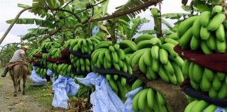 Balitbangtan Dukung Ekspor Pisang dengan Beragam Inovasi