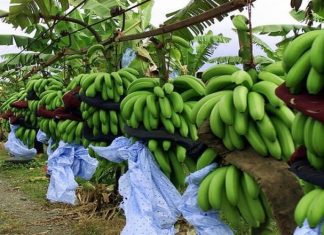 Balitbangtan Dukung Ekspor Pisang dengan Beragam Inovasi