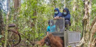 Tanagupa Kembali Menjadi Rumah Bagi Orangutan