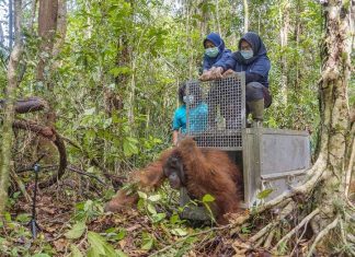 Tanagupa Kembali Menjadi Rumah Bagi Orangutan