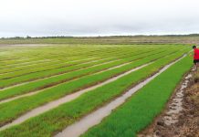 Sukses Food Estate Dapat Dimulai dari Dadahup