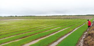 Sukses Food Estate Dapat Dimulai dari Dadahup