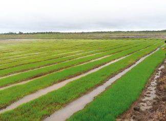 Sukses Food Estate Dapat Dimulai dari Dadahup