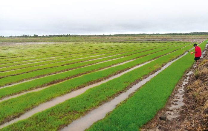 opini-113--food-estate-2