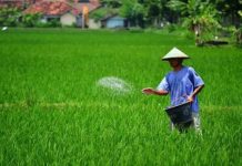 Pemupukan Berimbang Tingkatkan Produktivitas Pertanian