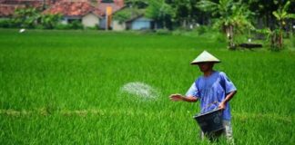Pemupukan Berimbang Tingkatkan Produktivitas Pertanian