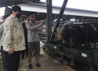 Kementan Kembangkan Sapi Belgian Blue