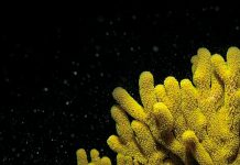 Merestorasi Habitat Bambu Laut