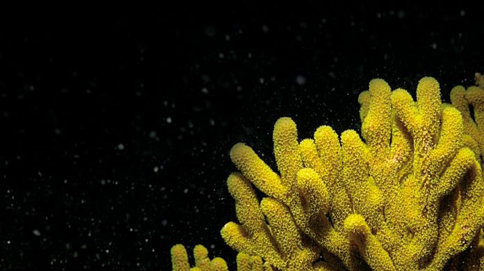 peristiwa-114-bambu-laut-01