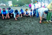 Lestarikan Penyu di Pantai Bugel Kulon Progo
