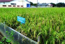 Nilai Manfaat Varietas Inpari Capai Rp 10,5 Triliun