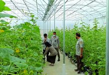 Siasati Perubahan Iklim, Balitbangtan Kembangkan Pertanian Presisi