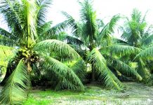 Balitbangtan Kembangkan 51 Varietas Unggul Kelapa