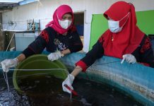 KKP Gelar Berbagai Pelatihan Budidaya Sepanjang 2022