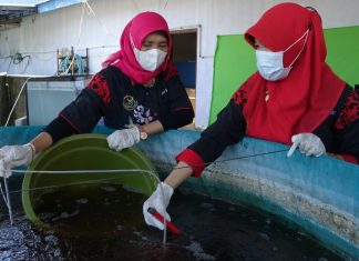 KKP Gelar Berbagai Pelatihan Budidaya Sepanjang 2022