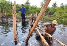 Merestorasi Gambut dan Mangrove dari Desa