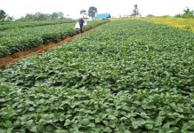 Kedelai Lokal Miliki Kandungan Gizi Tinggi dan Lebih Disukai Konsumen