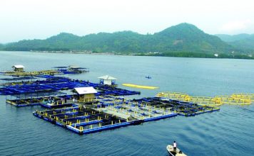 Budidaya Lobster dengan Sistem Keramba Tenggelam