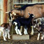 Kolagen Halal dari Kulit Kambing