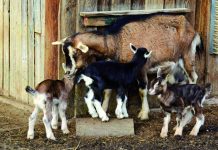 Kolagen Halal dari Kulit Kambing