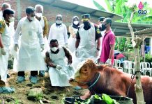 Kementan Kendalikan PMK dengan Biosecurity