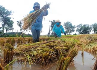Beradaptasi dengan Bantuan Agrometeorologi