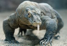 Menyelamatkan Fosil Hidup dari Kepunahan