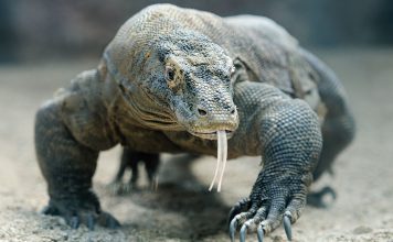 Menyelamatkan Fosil Hidup dari Kepunahan