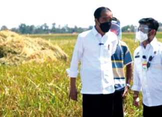 Antisipasi Krisis Pangan Global, Balitbangtan Siapkan IP400