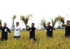 Varietas Respati Siap Sukseskan Budidaya Padi IP400