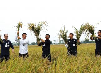 Varietas Respati Siap Sukseskan Budidaya Padi IP400