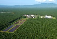 Uni Eropa Larang Produk Impor yang Merusak Hutan, Bagaimana Nasib Ekspor CPO Indonesia?