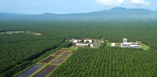 Uni Eropa Larang Produk Impor yang Merusak Hutan, Bagaimana Nasib Ekspor CPO Indonesia?