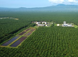 Uni Eropa Larang Produk Impor yang Merusak Hutan, Bagaimana Nasib Ekspor CPO Indonesia?